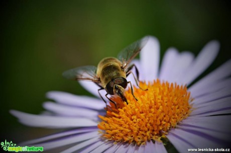 Sladký nektar - Foto Marie Vykydalová (1)