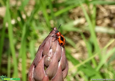 Pestrý a bohatý svět hmyzu - Foto Miloslav Míšek 0517 (7)