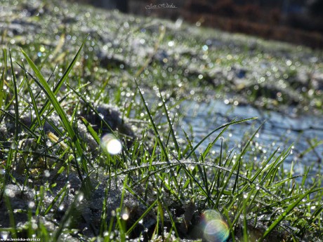 Stříbro v trávě - Foto Jan Hlinka 0322