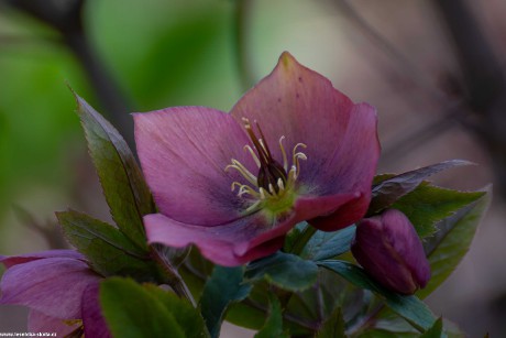 Přehlídka květů na zahradě - Foto Jaroslava Jechová 0422 (8)