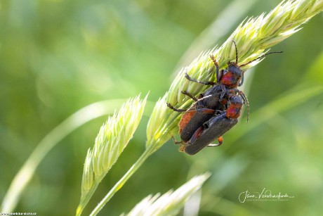 Z říše hmyzu - Foto Jana Vondráčková 0522