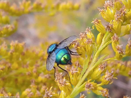 Krása hmyzího světa - Foto Adriana Simandlová 0922 (6)