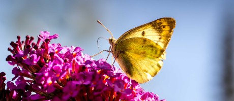 Úlovky z motýlího keře - Foto Ladislav Hanousek 0923 (3)