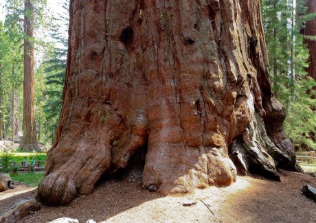 NP Sequoia - Foto Ladislav Hanousek 1023