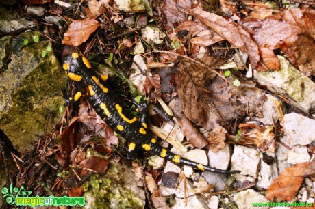 Mlok skvrnitý - Salamandra salamandra - Foto Gerd Ritschel (1)