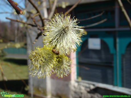 Vrba jíva - Salix caprea - Foto David Hlinka