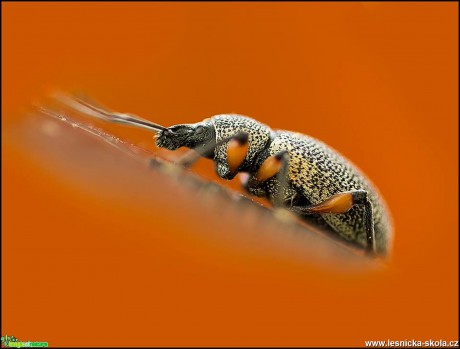 Tajemný svět hmyzu - Foto Jana Vondráčková (6)