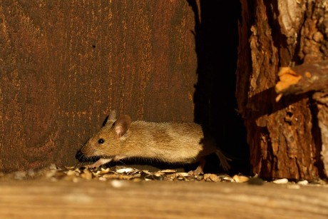 Myš domácí - Foto Irena Wenischová 0424