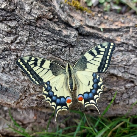 Otakárek fenyklový - Papilio machaon - Foto Petr Stuchlý 0524