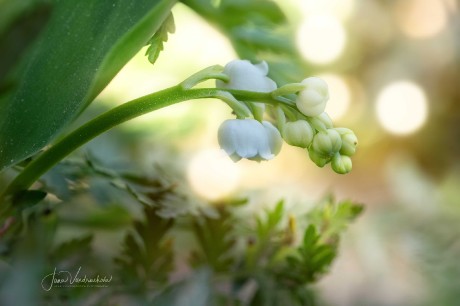 Květy - Foto Jana Vondráčková 0524