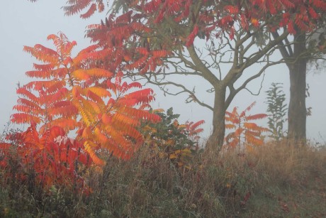 Podzimní zamlžená škumpa -  Foto František Novotný 0724