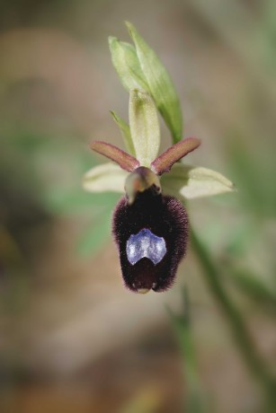 Ophrys bertoloniiformis - Foto Jana Ježková 0424