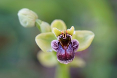 Ophrys bombyliflora - Foto Jana Ježková 0424