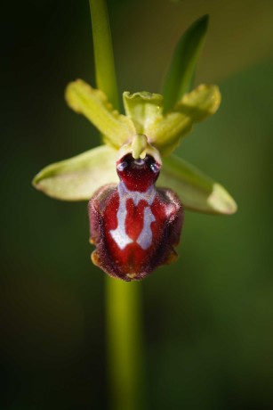 Ophrys garganica - Foto Jana Ježková 0424