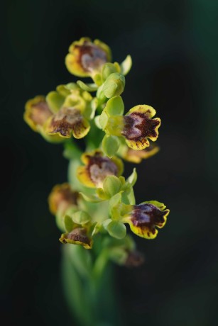 Ophrys sicula - Foto Jana Ježková 0424