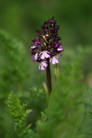 Orchis purpurea - Foto Jana Ježková 0424