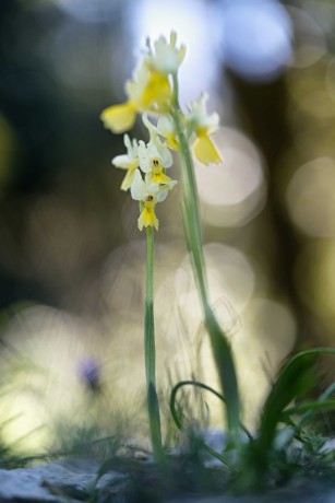 Vstavač chudokvětý - Orchis pauciflora - Foto Jana Ježková 0424