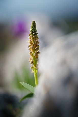 Anacamptis antropophora - Foto Jana Ježková 0424 (3)