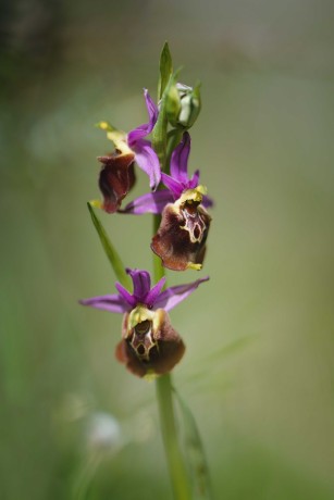 Ophrys apulica - Foto Jana Ježková 0424