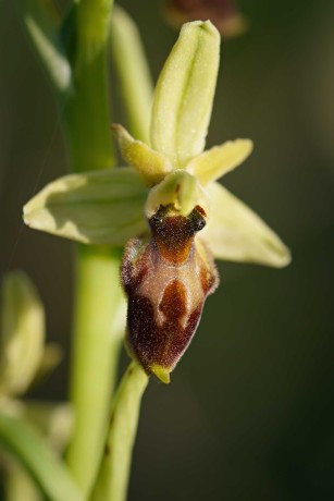 Ophrys archipelagi - Foto Jana Ježková 0424