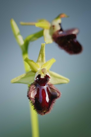 Ophrys incubacea - Foto Jana Ježková 0424