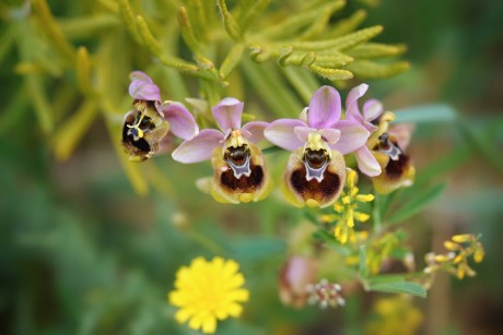 Ophrys neglecta - Foto Jana Ježková 0424 (1)