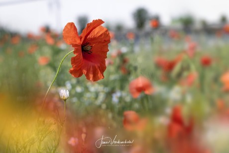 Letní krásy kolem nás - Foto Jana Vondráčková 0624