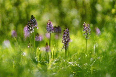 Orchis purpurea -  Milská stráň - Foto Jana Ježková 0524 (1)