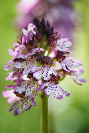 Orchis purpurea -  Milská stráň - Foto Jana Ježková 0524 (2)