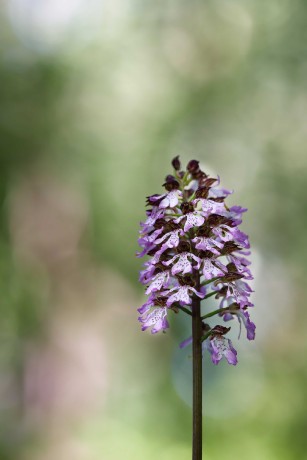 Orchis purpurea -  Milská stráň - Foto Jana Ježková 0524 (3)