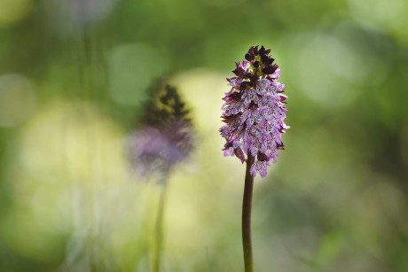 Orchis purpurea -  Milská stráň - Foto Jana Ježková 0524 (5)