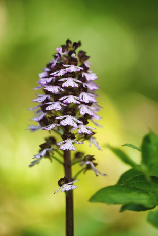 Orchis purpurea -  Milská stráň - Foto Jana Ježková 0524 (6)