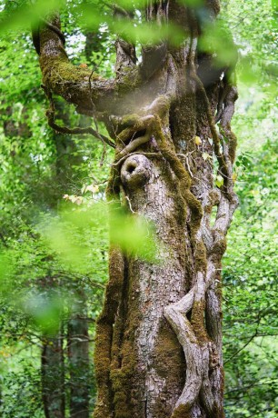 Foresta Umbra - Gargano - Foto Jana Ježková 0424 (2)