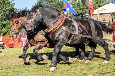 Mistrovství Slovenska v tahu s koňmi - Foto Jozef Pitoňák 0924 (8)