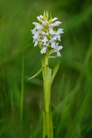 Prstnatec pleťový - Dactylorhiza incarnata - Foto Jana Ježková 0524 (1)