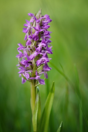 Prstnatec pleťový - Dactylorhiza incarnata - Foto Jana Ježková 0524 (3)