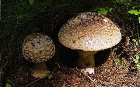 Muchomůrka růžovka - Amanita rubescens - Foto Pavel Stančík 1024