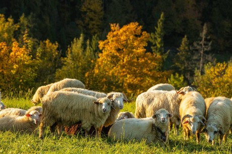 Pastva na horách - Foto Jozef Pitoňák 1024 (1)