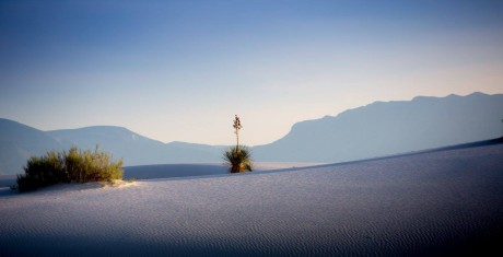 Yucca glauca - v bílém písku - Foto Ladislav Hanousek 1024