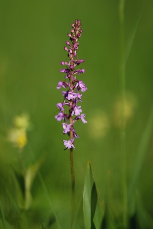 Pětiprstka žežulník - Foto Jana Ježková 0524