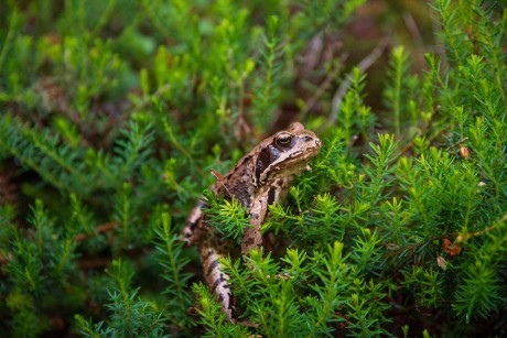 Skokan hnědý - Foto Jaroslava Jechová 0624