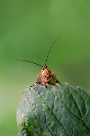 Srpice za kopřivovým listem - Foto Jitka Havlová 1024