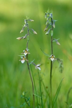 Kruštík bahenní - Epipactis palustris - Foto Jana Ježková 0624 (1)