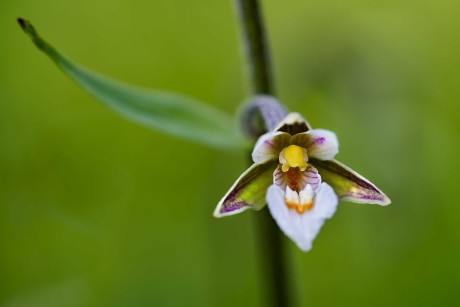 Kruštík bahenní - Epipactis palustris - Foto Jana Ježková 0624 (2)