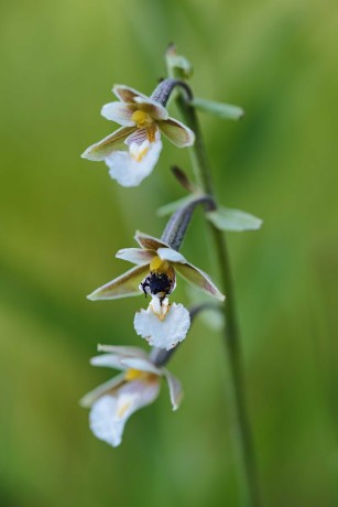 Kruštík bahenní - Epipactis palustris - Foto Jana Ježková 0624 (4)