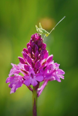 Rudohlávek jehlancovitý -  Anacamptis pyramidalis - Foto Jana Ježková 0624 (2)