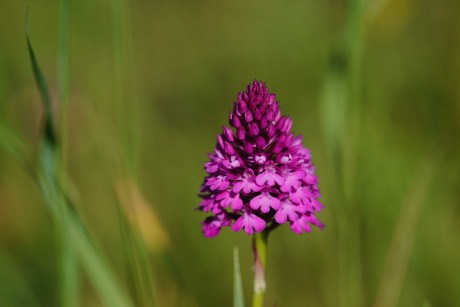 Rudohlávek jehlancovitý -  Anacamptis pyramidalis - Foto Jana Ježková 0624 (3)