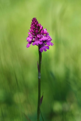 Rudohlávek jehlancovitý -  Anacamptis pyramidalis - Foto Jana Ježková 0624 (4)