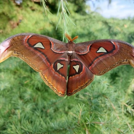 Attacus caesar - Foto Petr Stuchlý 1024