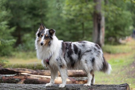 Venčení v přírodě - Foto Jiří Křivánek 1125 (4)